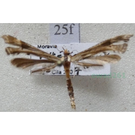 Cnaemidophorus rhododactyla (Denis & Schiffermüller, 1775) Czech25f